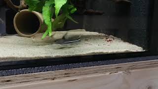 Tenellus trimaculatus feeding [upl. by Sinaj]