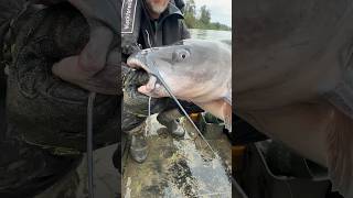 Riesiger American Channel Catfish 😱‼️ ANGLER TAGEBUCH 185 fishing welsangeln shorts [upl. by Sibley648]