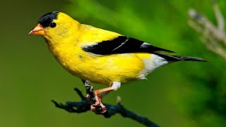 American Goldfinch Singing Song [upl. by Llevron]