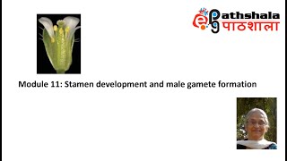 Module 11 Stamen Development and Male Gamete formation EPGPathshala [upl. by Kcirdek]