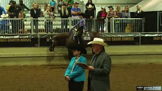 2024 NSBA World Show Youth Walk Trot Western Pleasure [upl. by Ramed]