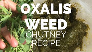 Oxalis Edible Wild Plant Sour Taste Wood Sorrel Chutney Recipe [upl. by Matejka]