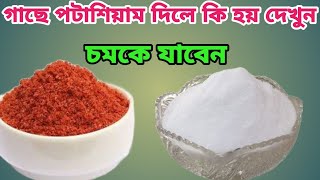 গাছে প্রচুর ফল পেতে পটাশালের ব্যবহার। Uses of Potash in plant [upl. by Vandyke]