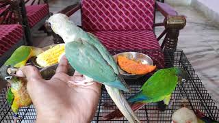 Basic Information On Yellow Sided  Pineapple  Blue Pineapple Conure [upl. by Enilehcim]