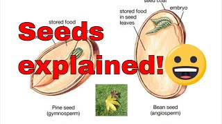 Seed germination explained What is a seed How do seeds grow [upl. by Olonam]