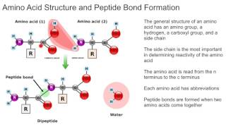 Amino Acid Structure and Peptide Bond Formation [upl. by Ramirol]