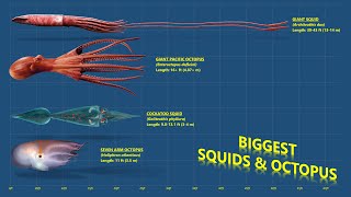 The 10 Biggest Cephalopods Ever Recorded Squids amp Octopuses [upl. by Jemy]