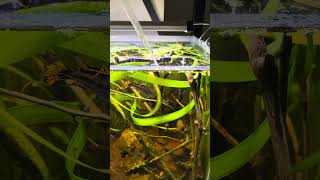 Feeding Fish With Bloodworm aquarium ecosystem [upl. by Blisse]