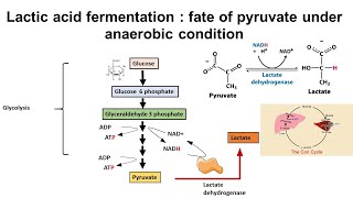 Lactic acid fermentation  fate of pyruvate under anaerobic condition [upl. by Kennard]