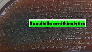 Raoultella ornithinolytica [upl. by Droflim]