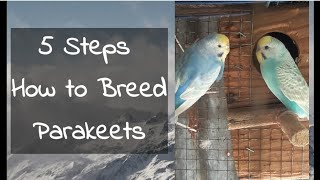 5 Steps How to Breed Parakeets [upl. by Wojcik121]