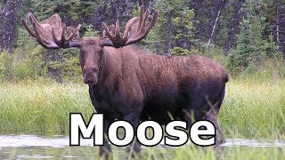 Moose Sounds Moose Pictures The Sound A Moose Makes [upl. by Ianej787]