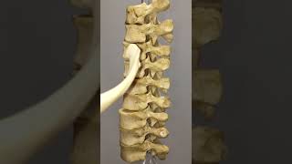 How does a rib articulate with thoracic vertebrae [upl. by Mik]