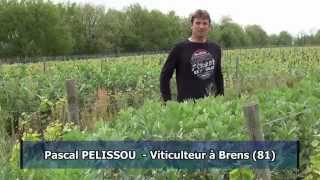 Vignes  des couverts végétaux pour des sols vivants [upl. by Leanahtan]