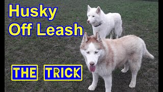 Husky Dog Off Leash Training The Trick Helpful for any dog [upl. by Cutlor]