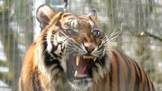 Sumatran Tiger Yawning at Twycross Zoo  190324 [upl. by Pyotr784]