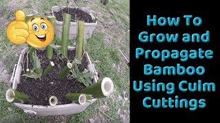 How To Grow and Propagate Bamboo from Culm Cuttings [upl. by Ellenuahs217]