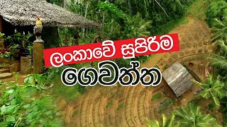 ලංකාවේ සුපිරිම ගෙවත්ත  The best garden in Sri Lanka  sri lanka  sinhala  DEJAYA TV [upl. by Guod]