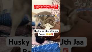 My husky’s morning routine Uth jaa Pawpa🤦‍♂️🤣🚨 funnyhusky dogdad doglovers [upl. by Ahsac]