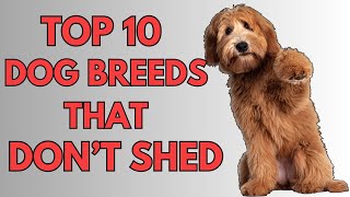 TOP 10 NON SHEDDING DOG BREEDS 2024 [upl. by Sprage496]