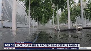 Florida Freeze Protecting citrus farms [upl. by Carmelo891]