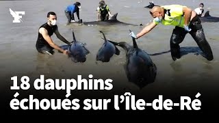 Ces 18 dauphins se sont échoués sur une plage de lîle de Ré [upl. by Ri]