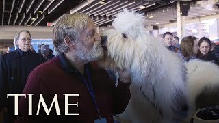 A Look At Some Of The Top Breeds At The 2019 Westminster Kennel Club Dog Show  TIME [upl. by Aciretal]