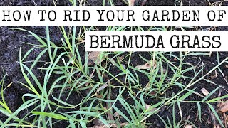 4 methods to remove Bermuda Grass from your garden [upl. by Hsirrehc136]