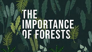 The Importance of Forests  How to protect Forests [upl. by Dnalon160]