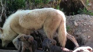 Toronto Zoo Arctic Wolf Pups Exploring Outside of Den [upl. by Sterne876]