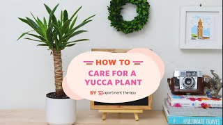 How To Care For A Yucca Plant  Apartment Therapy [upl. by Allin]