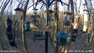 Pine siskins feeding in front tray on PA Bird Feeder 2  252024 [upl. by Yrmac]