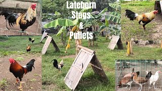 Lateborn Stags amp Pullets Update [upl. by Kcired]