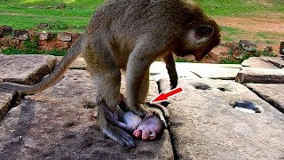 Big monkey hits baby monkey nearly to die [upl. by Nauqyt]