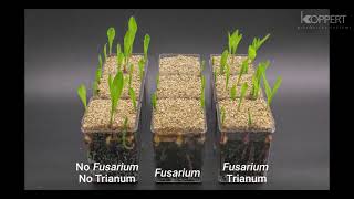 Trichoderma harzianum T22 combats Fusarium in maize plants – Koppert [upl. by Ecnerual816]