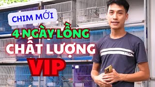 267 Hàng Vip Mới Về 4 Ngày Lồng Chất Lượng Chào Mào Bẫy Đấu Hót Chia Sẻ Anh Em Rèn Ruac [upl. by Ellicul]