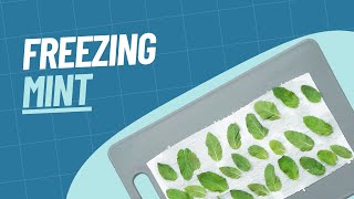 How to Freeze Mint  Our Guide to Freezing Mint [upl. by Intihw]