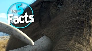 Top 5 Facts about Mammoths [upl. by Aerdnad]