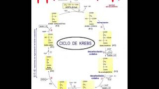 Ciclo de Krebs [upl. by Rudolf]