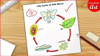 Life Cycle of Silk Worm Diagram Drawing  science project poster chart easy [upl. by Reese513]