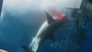 Great white shark dies after lunging at divers in cage and getting trapped CCTV English [upl. by Clute]