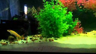 artificial aquascapingwmv [upl. by Eiramannod]