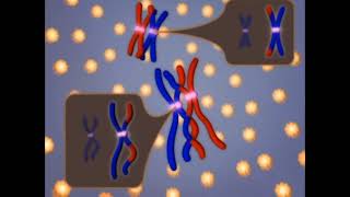 meiosis 3d animation phases of mitosis cell cycle and cell divisionmitosis and meiosis [upl. by Siobhan]