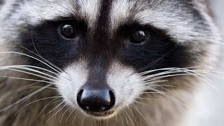 Raccoon attacks guests at Hersheypark 2 injured [upl. by Reaht455]