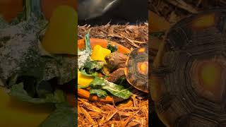 I love hearing their little crunch noises😁🐢 njpexotics redfoot tortoise reptiles fyp [upl. by Lorn]