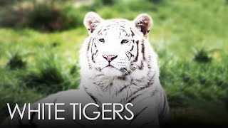 White Tigers [upl. by Jacquenette289]