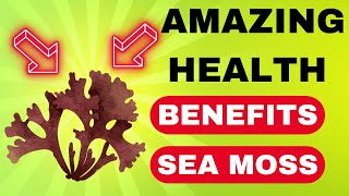 The Incredible Health Benefits of Sea Moss Unveiling Natures Hidden Treasure [upl. by Sucrad]