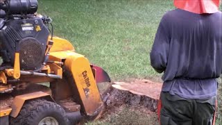 Professional Stump Grinding  How Stump removal Is Done [upl. by Gavrah]