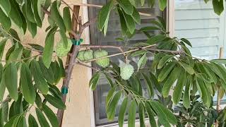 Potted Atemoya Fruit Tree In SoCal [upl. by Maite]