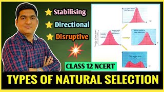 Natural Selection  Types  Stabilising  Directional  Disruptive  Evolution  Class 12 Biology [upl. by Novehs741]